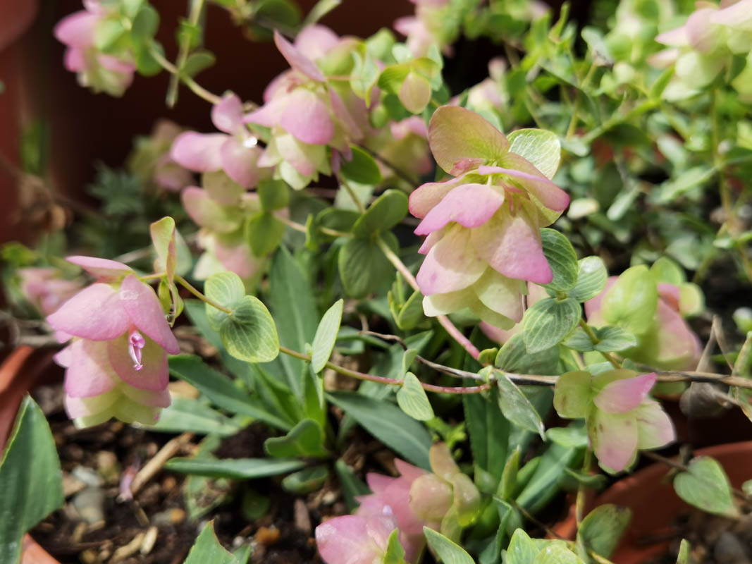 Origanum rotundifolium 'Kent Beauty' en fleurs dans un jardin ensoleillé